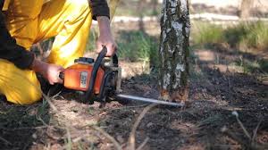 Best Lawn Disease Treatment  in Marshall, VA