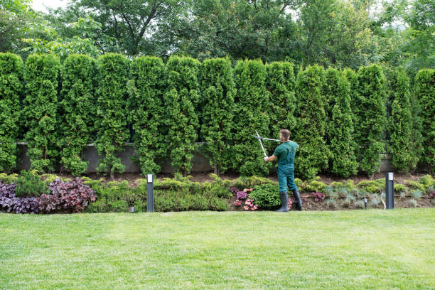 How Our Tree Care Process Works  in  Marshall, VA