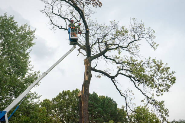 Best Palm Tree Trimming  in Marshall, VA
