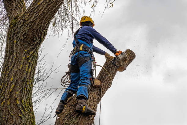 Best Commercial Tree Services  in Marshall, VA