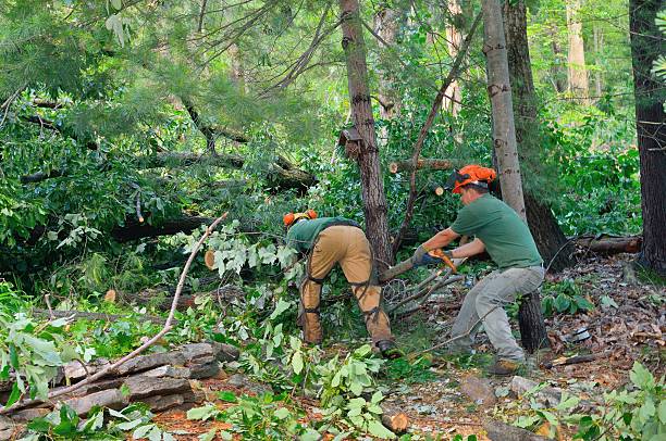Best Emergency Tree Removal  in Marshall, VA