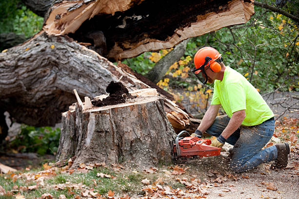 Best Storm Damage Tree Cleanup  in Marshall, VA