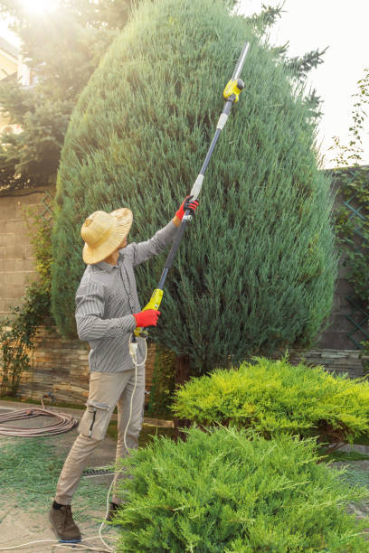Reliable Marshall, VA Tree Services Solutions