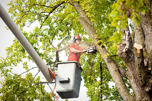 Best Leaf Removal  in Marshall, VA