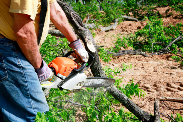 Best Lawn Pest Prevention  in Marshall, VA