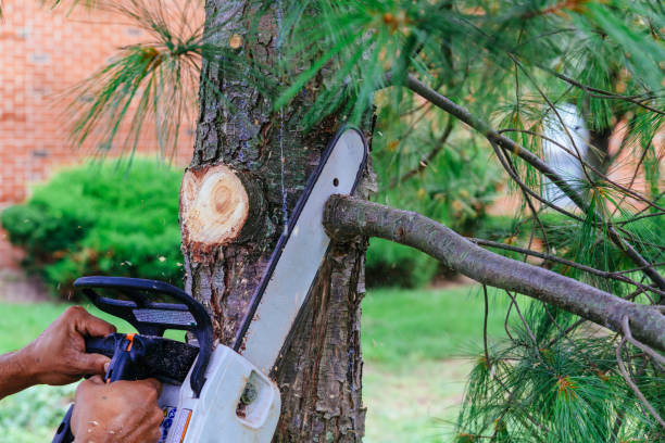 Best Firewood Processing and Delivery  in Marshall, VA
